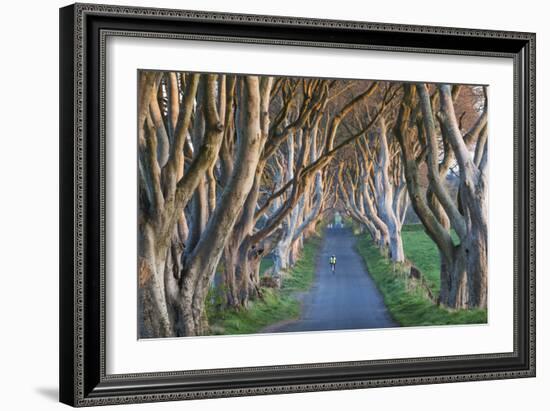 UK, Northern Ireland, County Antrim, Ballymoney, The Dark Hedges, tree lined road, dawn-Walter Bibikw-Framed Photographic Print