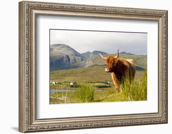 Uk, Scotland, Outer Hebrides, Harris. Highland Cow in the Wild, Aline Estate.-John Warburton-lee-Framed Photographic Print