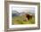 Uk, Scotland, Outer Hebrides, Harris. Highland Cow in the Wild, Aline Estate.-John Warburton-lee-Framed Photographic Print