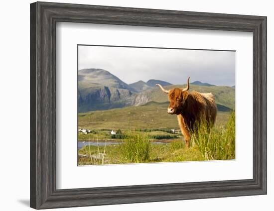 Uk, Scotland, Outer Hebrides, Harris. Highland Cow in the Wild, Aline Estate.-John Warburton-lee-Framed Photographic Print