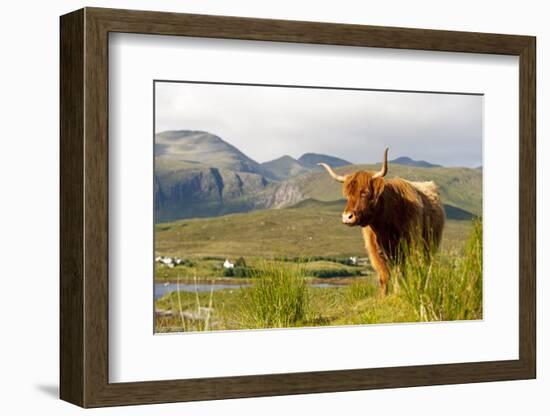 Uk, Scotland, Outer Hebrides, Harris. Highland Cow in the Wild, Aline Estate.-John Warburton-lee-Framed Photographic Print