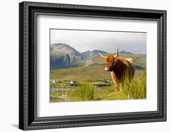 Uk, Scotland, Outer Hebrides, Harris. Highland Cow in the Wild, Aline Estate.-John Warburton-lee-Framed Photographic Print