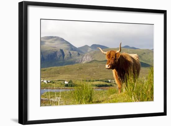 Uk, Scotland, Outer Hebrides, Harris. Highland Cow in the Wild, Aline Estate.-John Warburton-lee-Framed Photographic Print