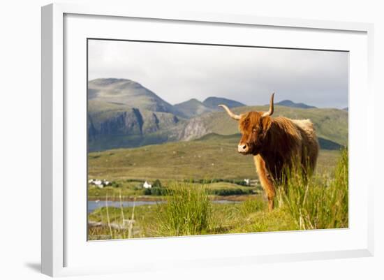 Uk, Scotland, Outer Hebrides, Harris. Highland Cow in the Wild, Aline Estate.-John Warburton-lee-Framed Photographic Print