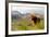 Uk, Scotland, Outer Hebrides, Harris. Highland Cow in the Wild, Aline Estate.-John Warburton-lee-Framed Photographic Print