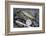 Uk, Scotland, Outer Hebrides-John Warburton-lee-Framed Photographic Print