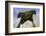 UK, Wales, Newport. Pentre Ifan Cromlech, a well, preserved ancient burial chamber (dolman).-Kymri Wilt-Framed Photographic Print