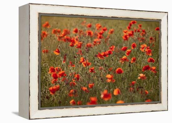 Uk. Wiltshire. Marlborough Downs. Poppies in the Evening Sun.-Niels Van Gijn-Framed Premier Image Canvas