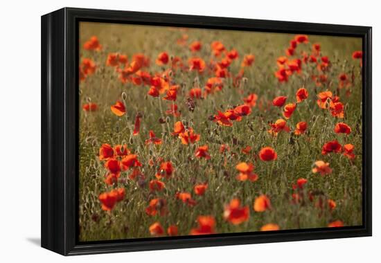 Uk. Wiltshire. Marlborough Downs. Poppies in the Evening Sun.-Niels Van Gijn-Framed Premier Image Canvas