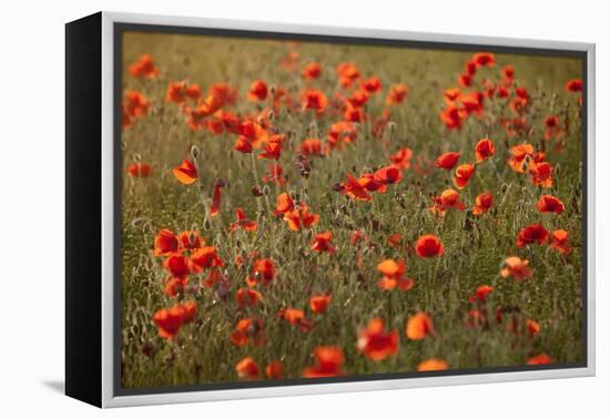 Uk. Wiltshire. Marlborough Downs. Poppies in the Evening Sun.-Niels Van Gijn-Framed Premier Image Canvas