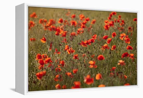 Uk. Wiltshire. Marlborough Downs. Poppies in the Evening Sun.-Niels Van Gijn-Framed Premier Image Canvas