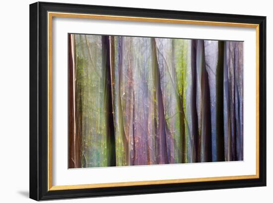 Uk Woodland-Don Hooper-Framed Photographic Print