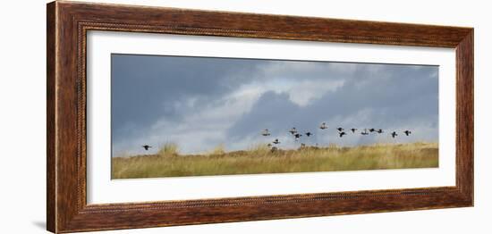 Uk; Yorkshire; a Covey of Grouse Fly Low and Fast over the Heather on Bingley and Ilkley Moor-John Warburton-lee-Framed Photographic Print