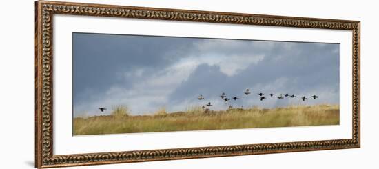 Uk; Yorkshire; a Covey of Grouse Fly Low and Fast over the Heather on Bingley and Ilkley Moor-John Warburton-lee-Framed Photographic Print