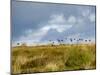 Uk; Yorkshire; a Covey of Grouse Fly Low and Fast over the Heather on Bingley and Ilkley Moor-John Warburton-lee-Mounted Photographic Print