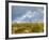 Uk; Yorkshire; a Covey of Grouse Fly Low and Fast over the Heather on Bingley and Ilkley Moor-John Warburton-lee-Framed Photographic Print