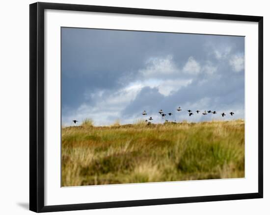 Uk; Yorkshire; a Covey of Grouse Fly Low and Fast over the Heather on Bingley and Ilkley Moor-John Warburton-lee-Framed Photographic Print