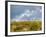 Uk; Yorkshire; a Covey of Grouse Fly Low and Fast over the Heather on Bingley and Ilkley Moor-John Warburton-lee-Framed Photographic Print