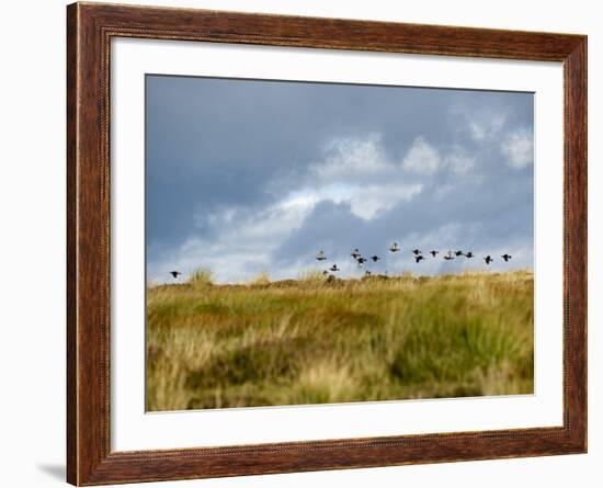 Uk; Yorkshire; a Covey of Grouse Fly Low and Fast over the Heather on Bingley and Ilkley Moor-John Warburton-lee-Framed Photographic Print