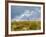 Uk; Yorkshire; a Covey of Grouse Fly Low and Fast over the Heather on Bingley and Ilkley Moor-John Warburton-lee-Framed Photographic Print