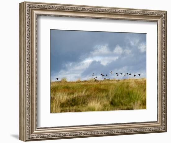 Uk; Yorkshire; a Covey of Grouse Fly Low and Fast over the Heather on Bingley and Ilkley Moor-John Warburton-lee-Framed Photographic Print