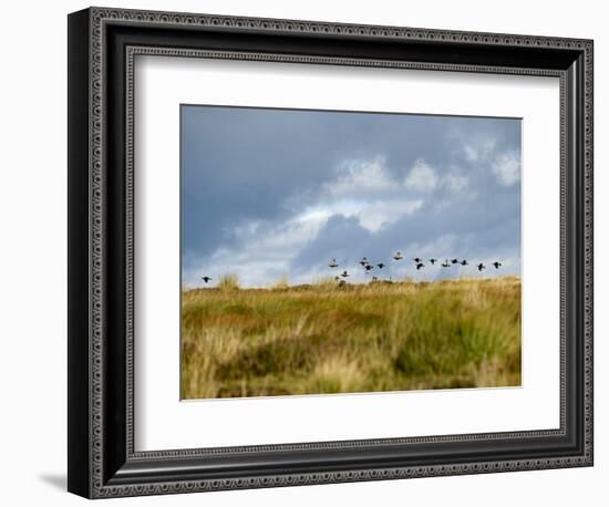 Uk; Yorkshire; a Covey of Grouse Fly Low and Fast over the Heather on Bingley and Ilkley Moor-John Warburton-lee-Framed Photographic Print