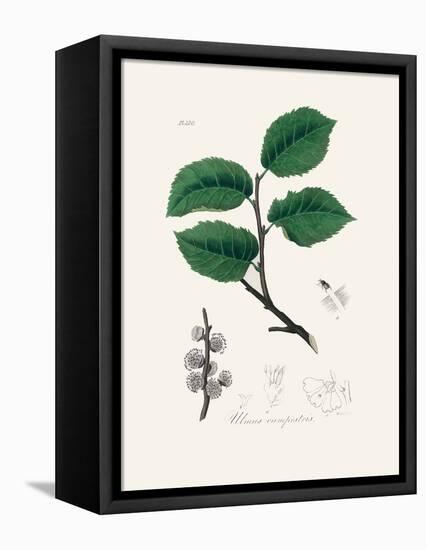 Ulmus Campestris Medical Botany-John Stephenson and James Morss Churchill-Framed Premier Image Canvas