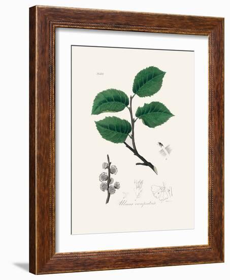 Ulmus Campestris Medical Botany-John Stephenson and James Morss Churchill-Framed Photographic Print