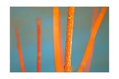 Morning Light No. 2-Ulpi Gonzalez-Framed Premier Image Canvas