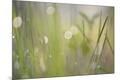 Premium Photographic Print