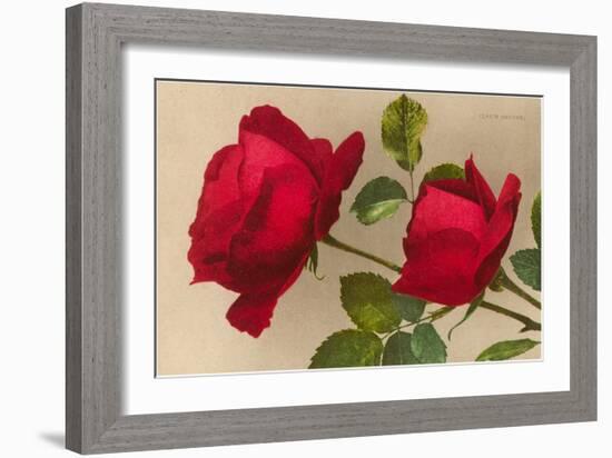 Ulrich Bruner Red Roses-null-Framed Art Print