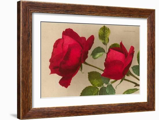 Ulrich Bruner Red Roses-null-Framed Art Print