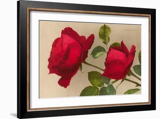 Ulrich Bruner Red Roses-null-Framed Art Print