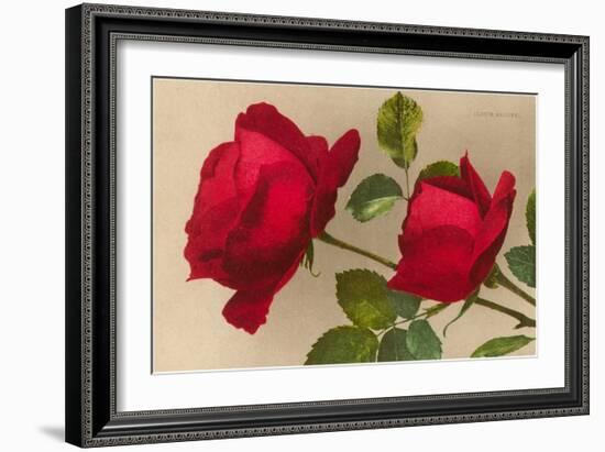 Ulrich Bruner Red Roses-null-Framed Art Print