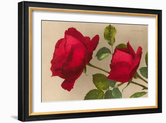 Ulrich Bruner Red Roses-null-Framed Art Print