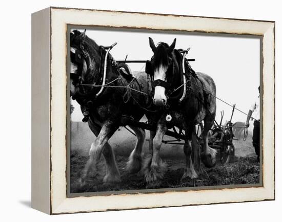 Ulster Clydesdale Pulling a Plough, July 1983-null-Framed Premier Image Canvas