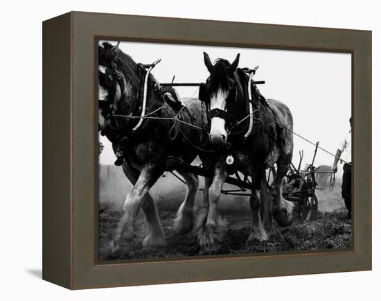 Ulster Clydesdale Pulling a Plough, July 1983-null-Framed Premier Image Canvas