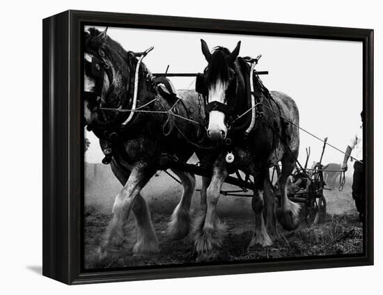 Ulster Clydesdale Pulling a Plough, July 1983-null-Framed Premier Image Canvas