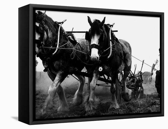 Ulster Clydesdale Pulling a Plough, July 1983-null-Framed Premier Image Canvas