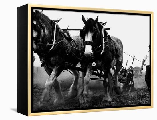 Ulster Clydesdale Pulling a Plough, July 1983-null-Framed Premier Image Canvas