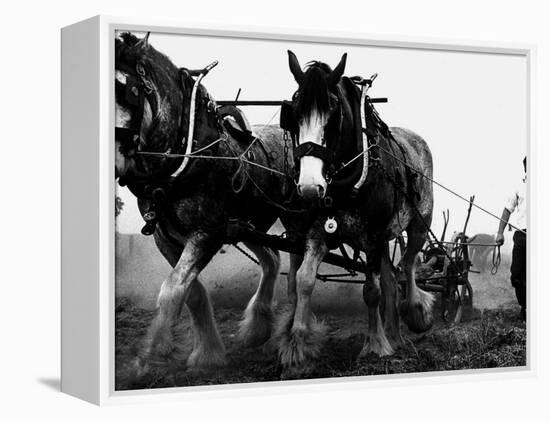 Ulster Clydesdale Pulling a Plough, July 1983-null-Framed Premier Image Canvas