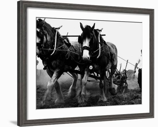 Ulster Clydesdale Pulling a Plough, July 1983-null-Framed Photographic Print