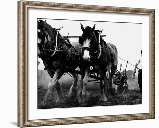 Ulster Clydesdale Pulling a Plough, July 1983-null-Framed Photographic Print