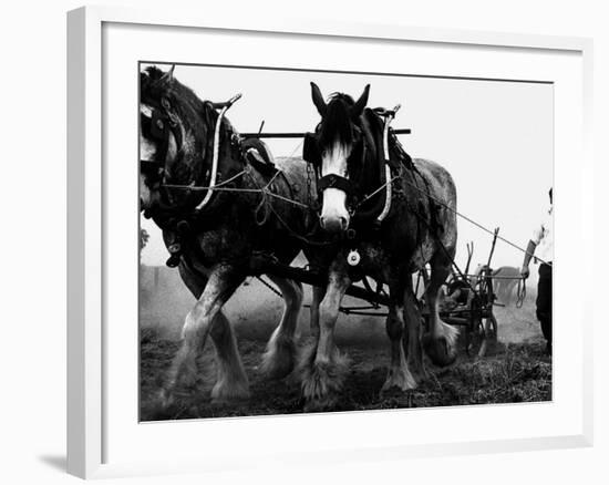 Ulster Clydesdale Pulling a Plough, July 1983-null-Framed Photographic Print