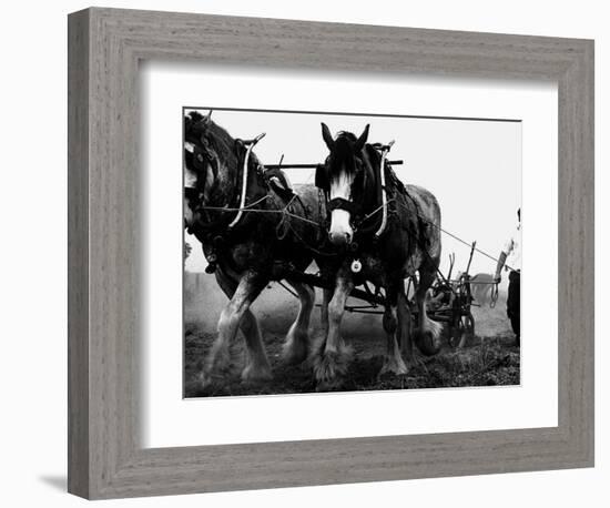 Ulster Clydesdale Pulling a Plough, July 1983-null-Framed Photographic Print