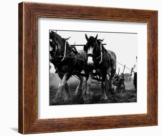 Ulster Clydesdale Pulling a Plough, July 1983-null-Framed Photographic Print