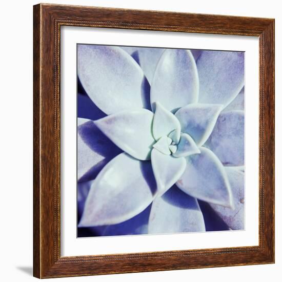 Ultra Violet I-Jason Johnson-Framed Photographic Print