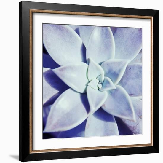 Ultra Violet I-Jason Johnson-Framed Photographic Print