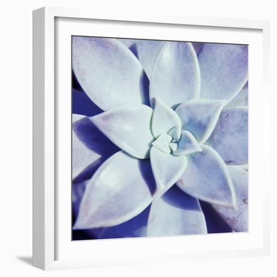 Ultra Violet I-Jason Johnson-Framed Photographic Print