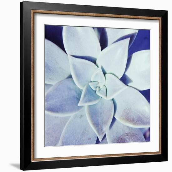 Ultra Violet II-Jason Johnson-Framed Photographic Print